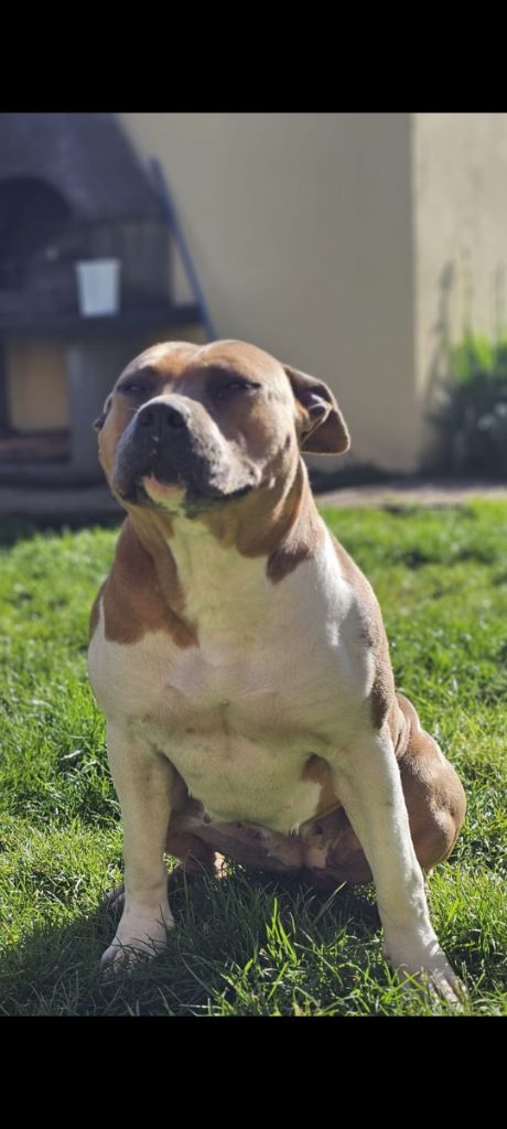 Les American Staffordshire Terrier de l'affixe Du Domaine Des Mercenaires