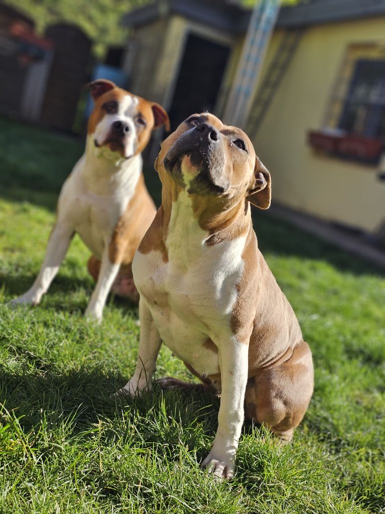 chiot American Staffordshire Terrier Du Domaine Des Mercenaires