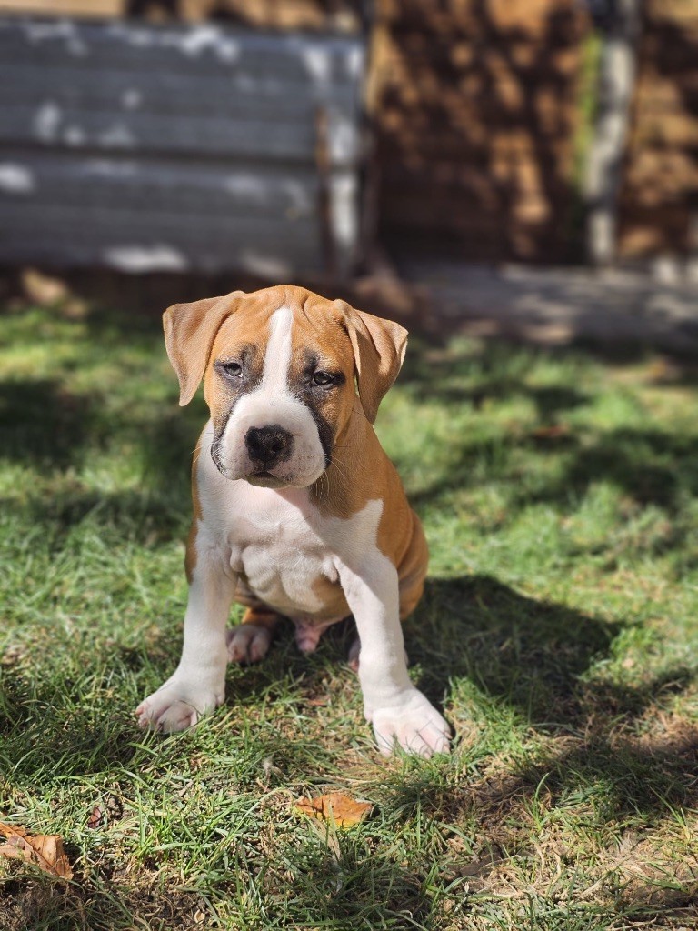 Du Domaine Des Mercenaires - Chiot disponible  - American Staffordshire Terrier