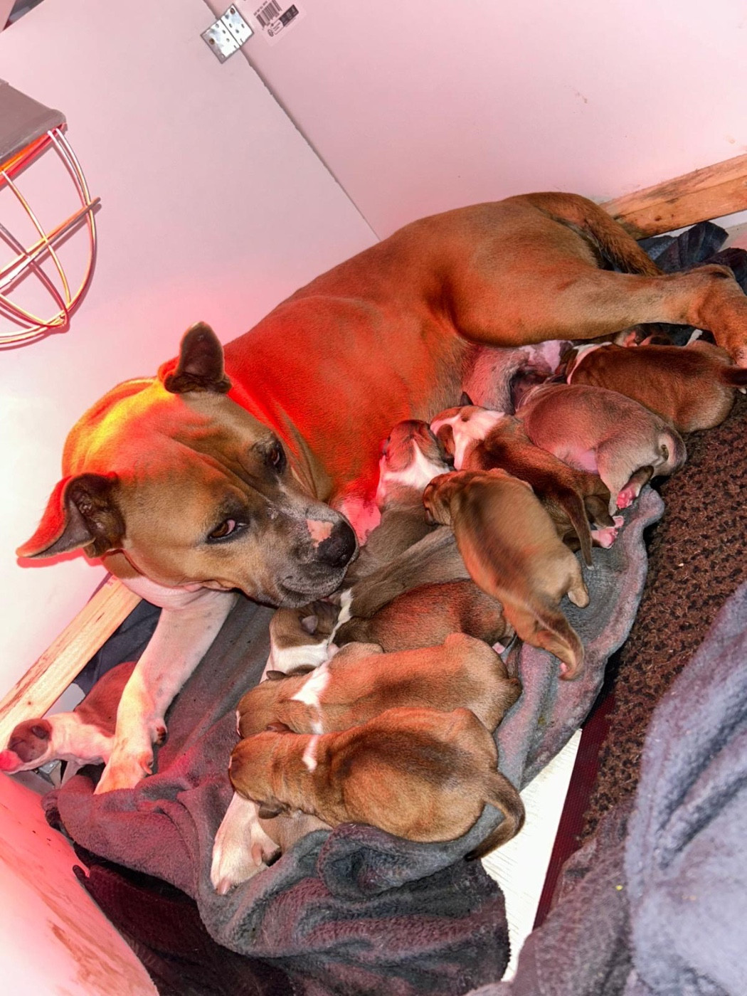 Chiot American Staffordshire Terrier Du Domaine Des Mercenaires