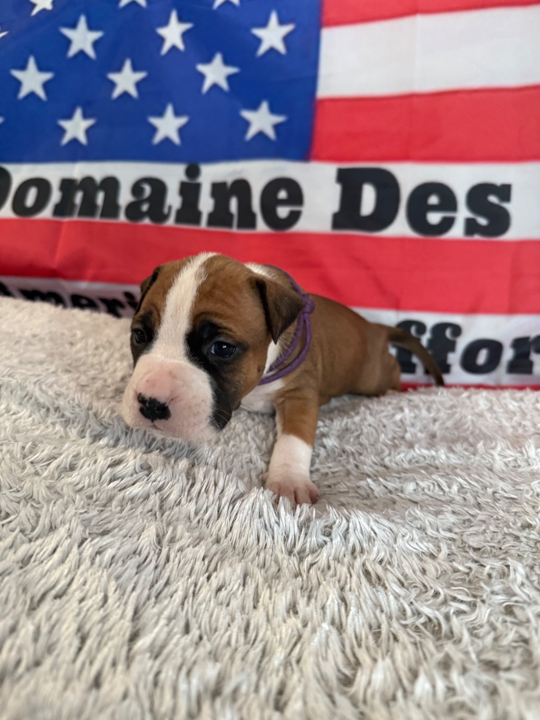 Du Domaine Des Mercenaires - Chiots disponibles - American Staffordshire Terrier