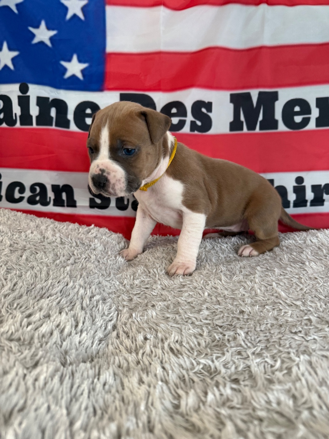 Du Domaine Des Mercenaires - Chiots disponibles - American Staffordshire Terrier