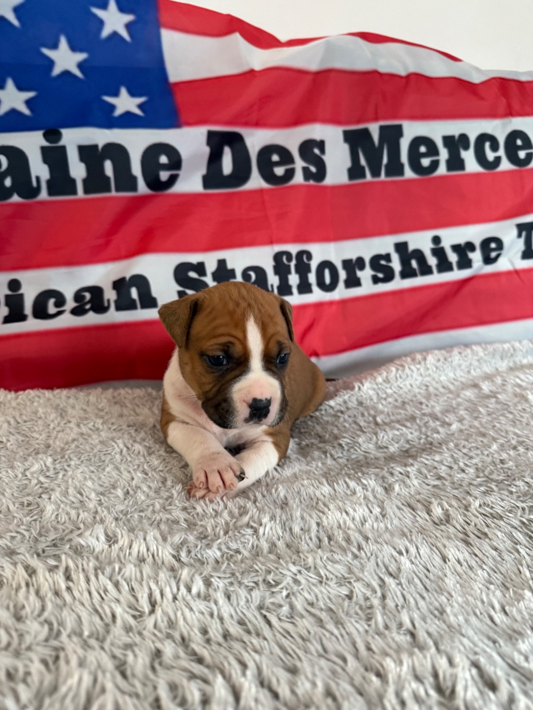 Du Domaine Des Mercenaires - Chiots disponibles - American Staffordshire Terrier