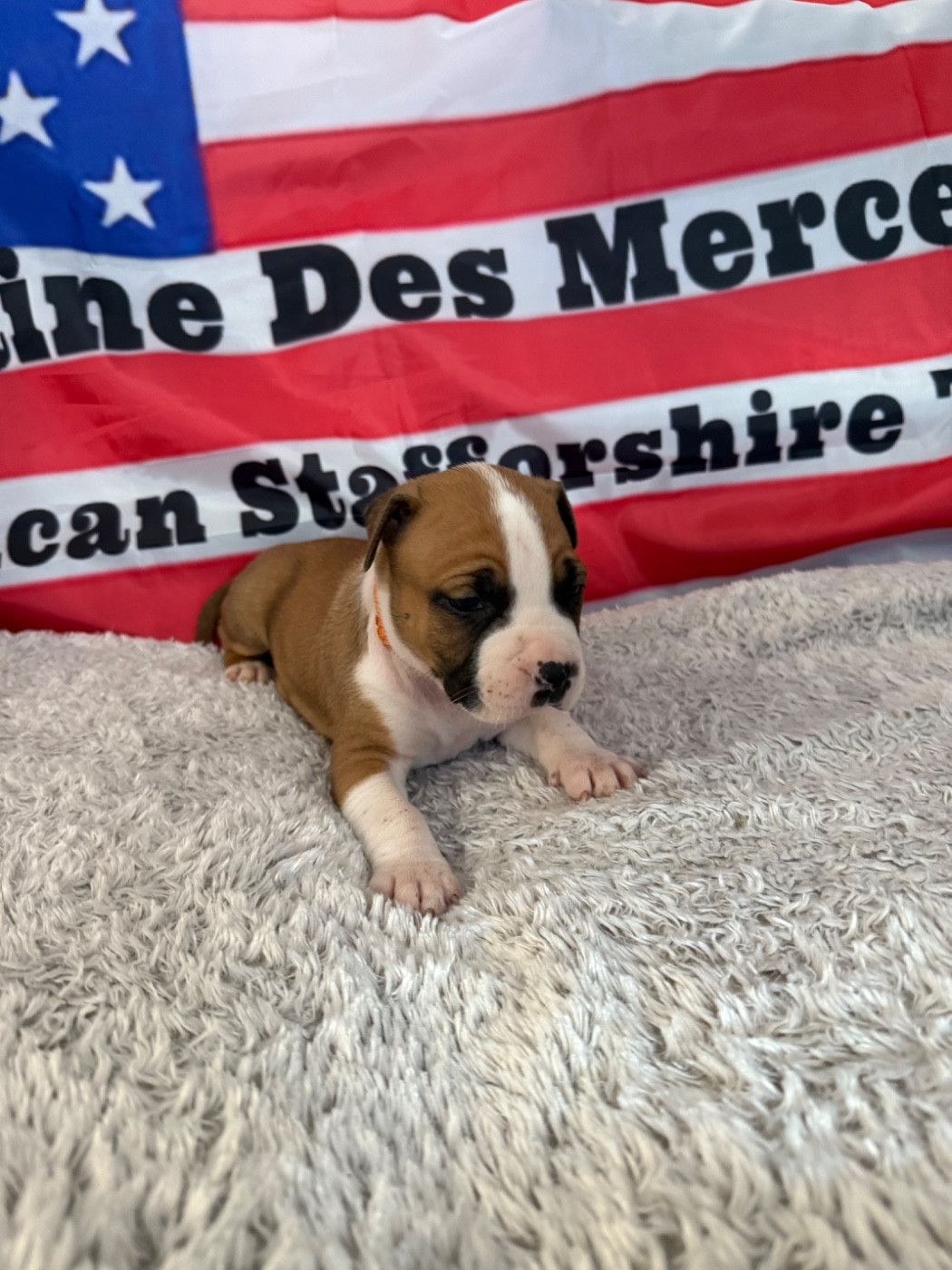 Du Domaine Des Mercenaires - Chiots disponibles - American Staffordshire Terrier