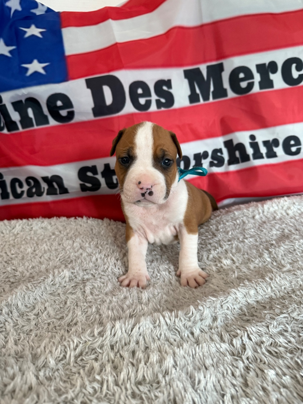 Du Domaine Des Mercenaires - Chiots disponibles - American Staffordshire Terrier