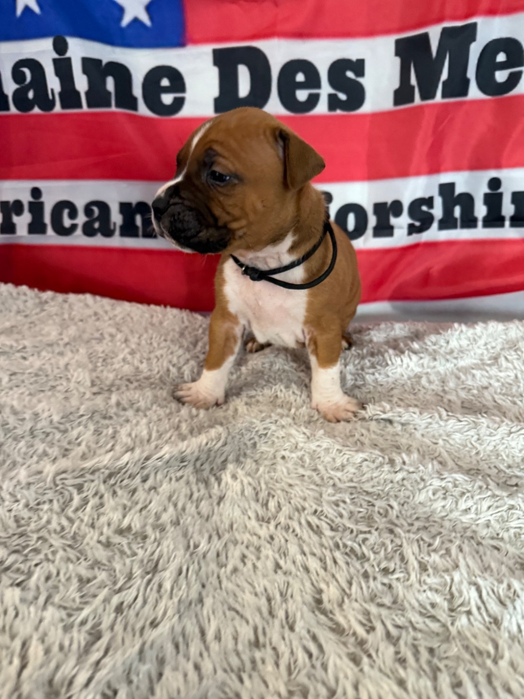 Du Domaine Des Mercenaires - Chiots disponibles - American Staffordshire Terrier