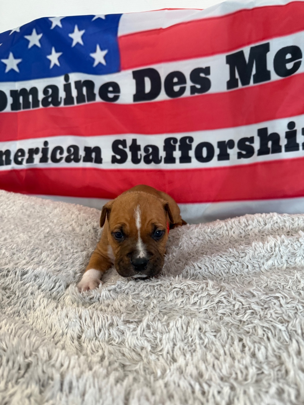 Du Domaine Des Mercenaires - Chiots disponibles - American Staffordshire Terrier