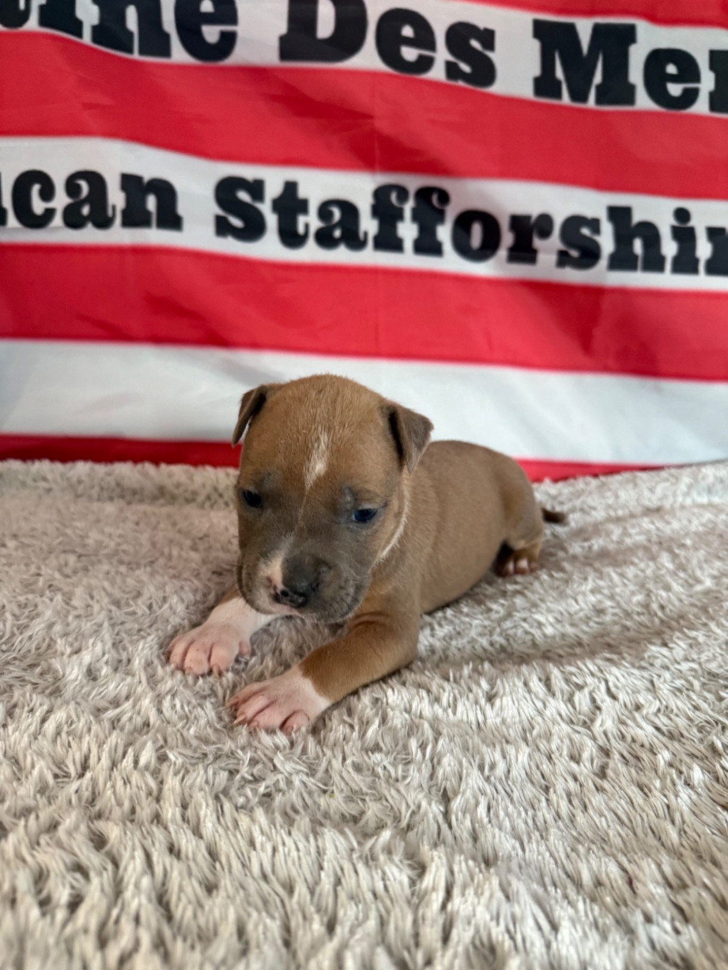Du Domaine Des Mercenaires - Chiots disponibles - American Staffordshire Terrier