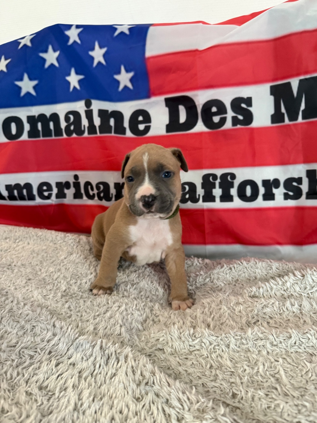 Du Domaine Des Mercenaires - Chiots disponibles - American Staffordshire Terrier