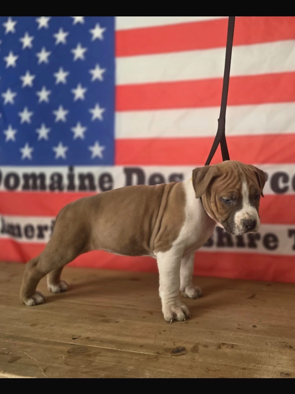 Du Domaine Des Mercenaires - Chiots disponibles - American Staffordshire Terrier