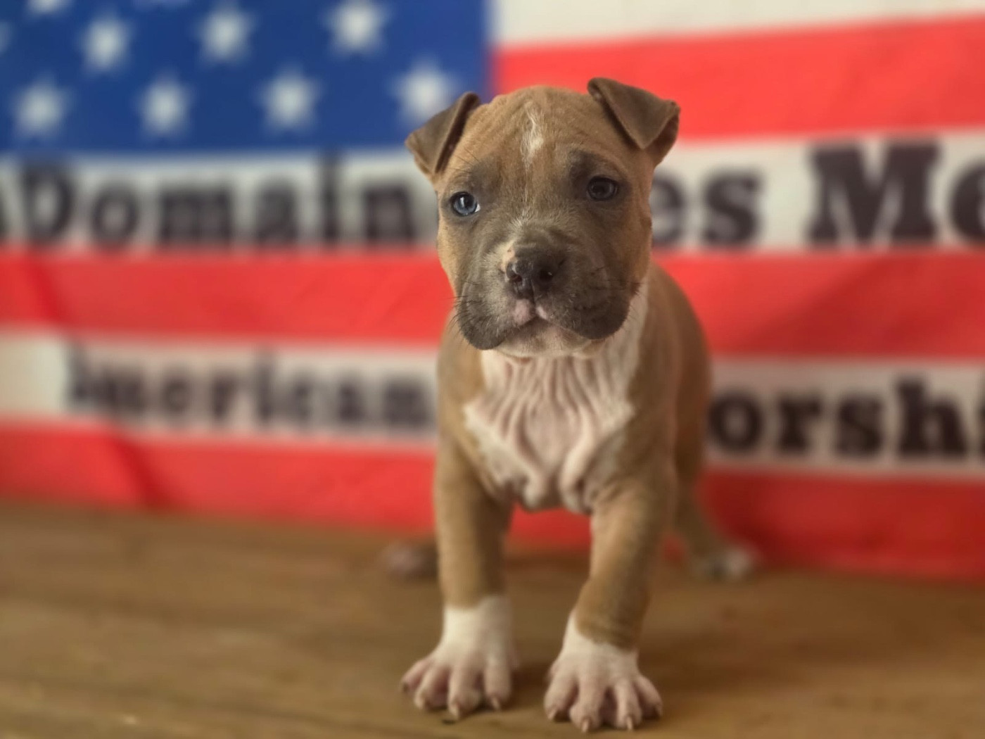 Du Domaine Des Mercenaires - Chiots disponibles - American Staffordshire Terrier