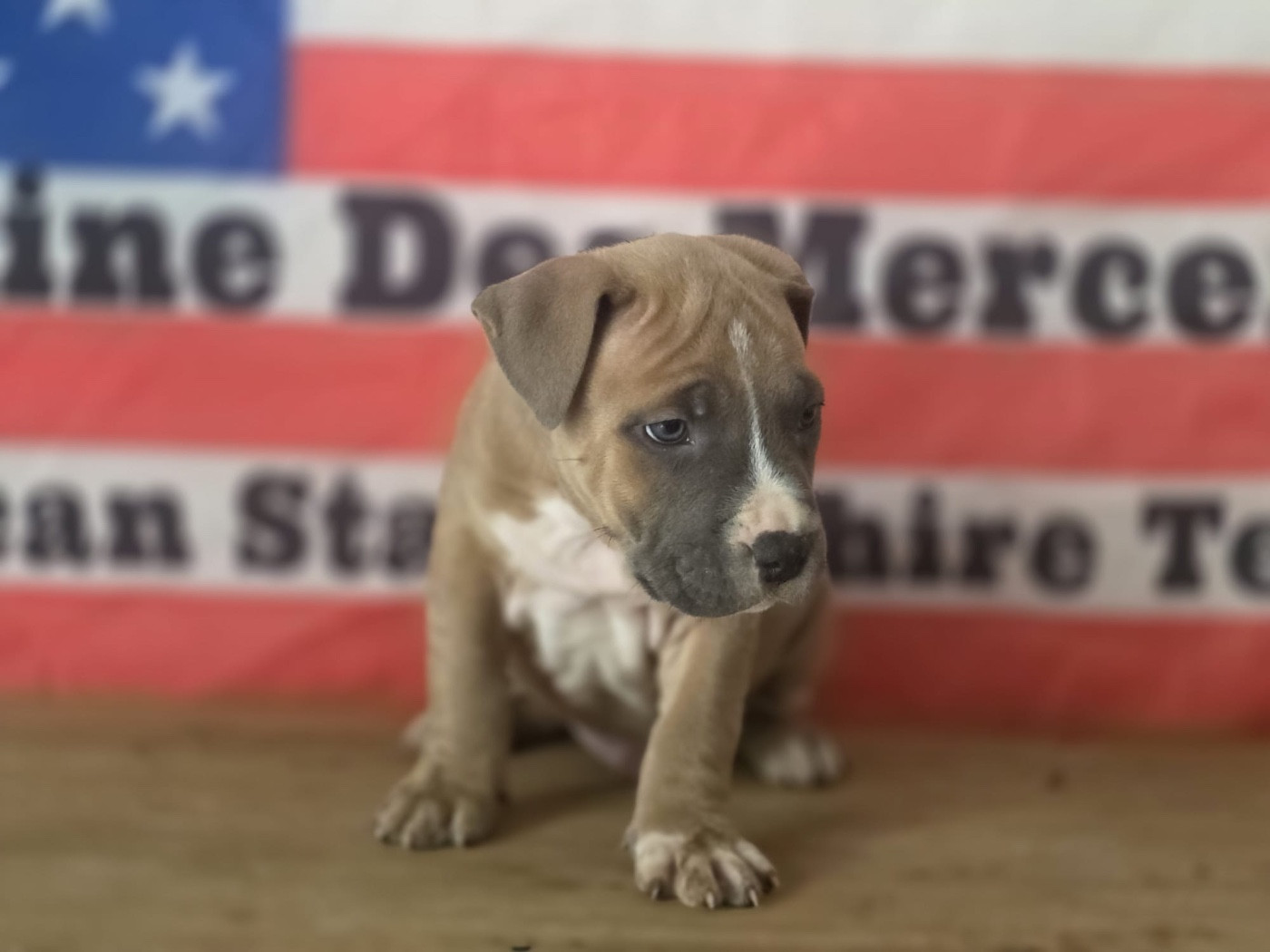 Du Domaine Des Mercenaires - Chiots disponibles - American Staffordshire Terrier