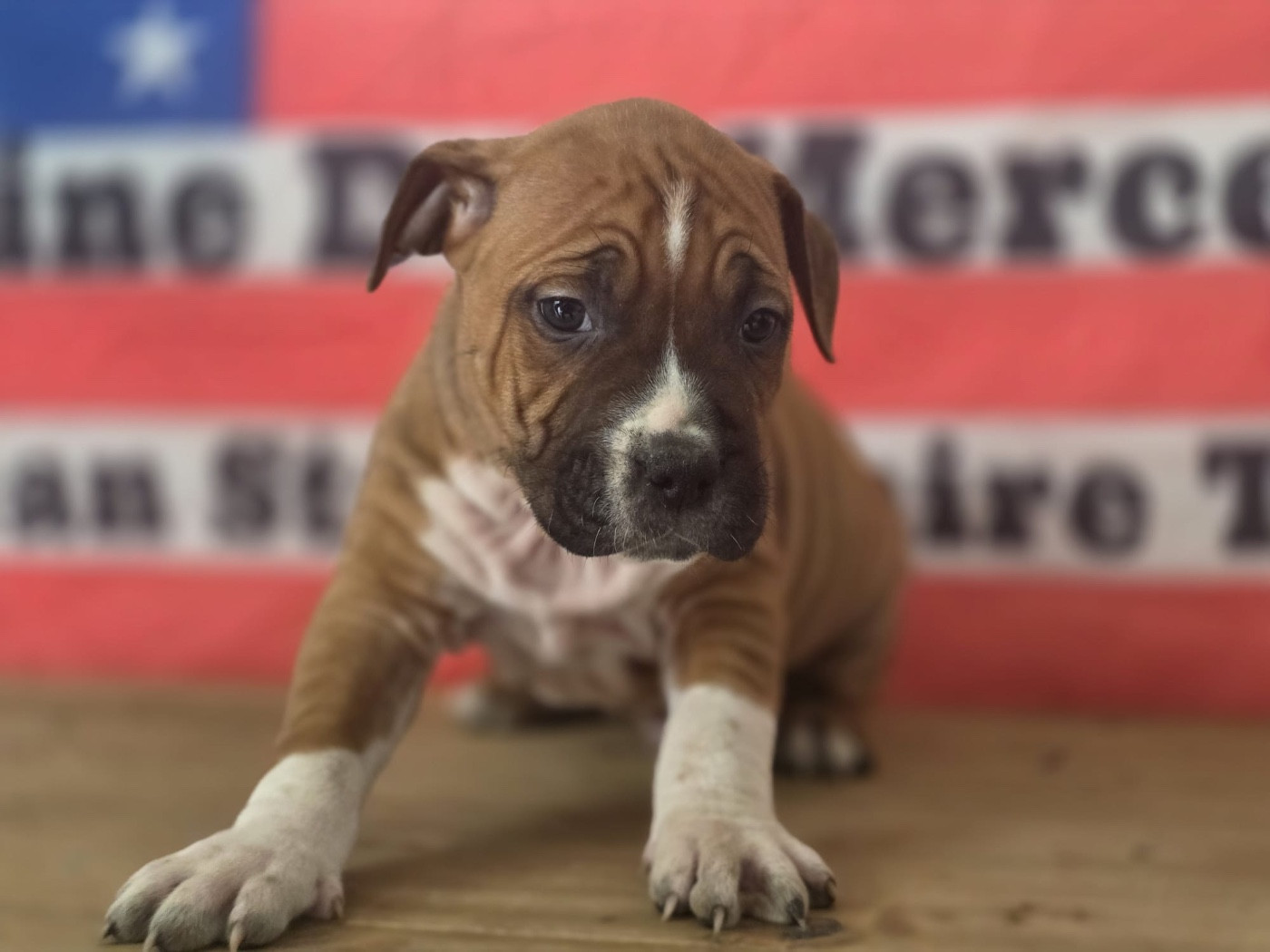 Du Domaine Des Mercenaires - Chiots disponibles - American Staffordshire Terrier