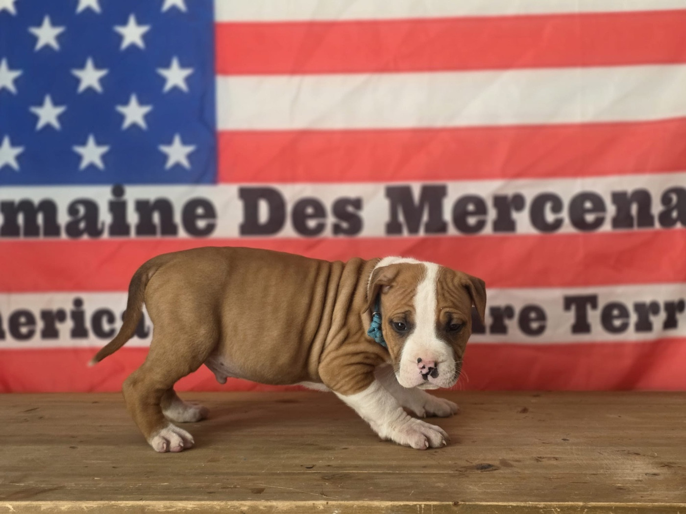 Du Domaine Des Mercenaires - Chiots disponibles - American Staffordshire Terrier