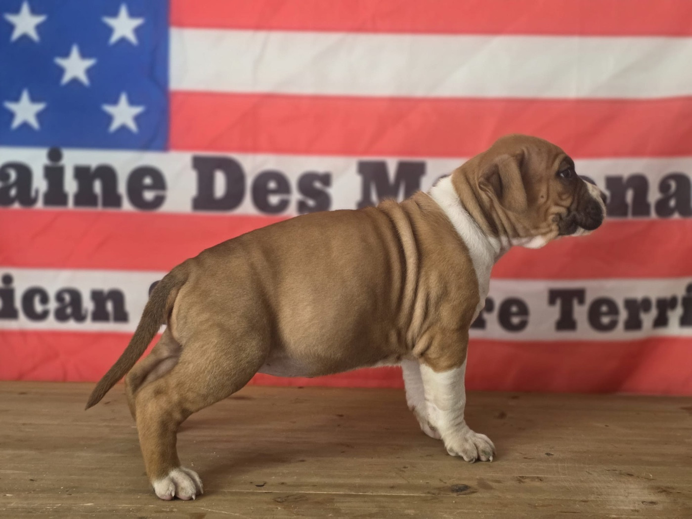 Du Domaine Des Mercenaires - Chiots disponibles - American Staffordshire Terrier