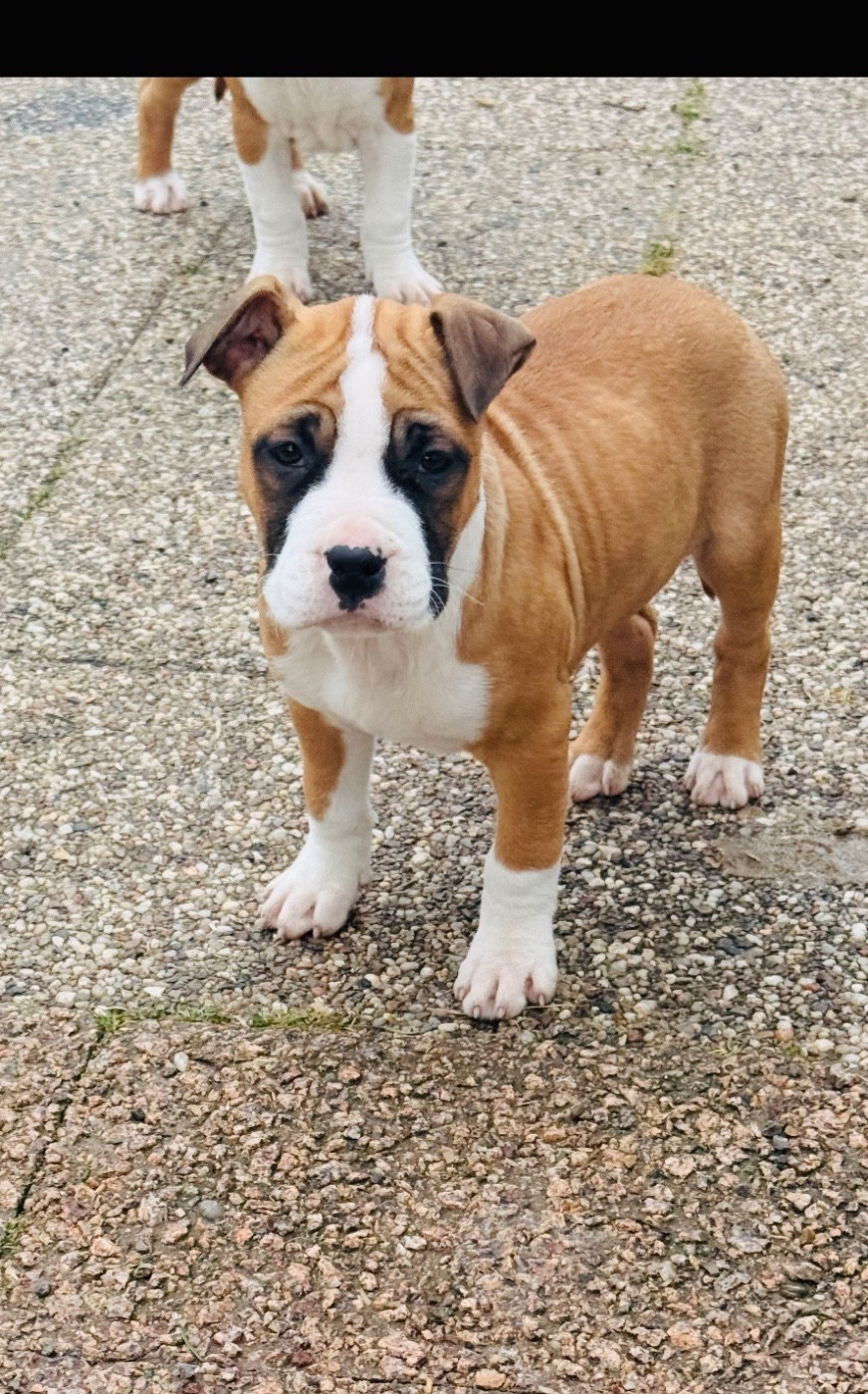 Du Domaine Des Mercenaires - Chiots disponibles - American Staffordshire Terrier