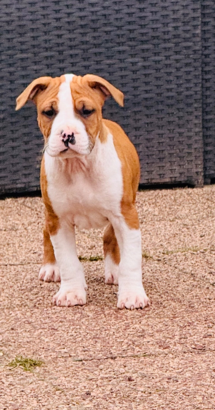 Du Domaine Des Mercenaires - Chiots disponibles - American Staffordshire Terrier
